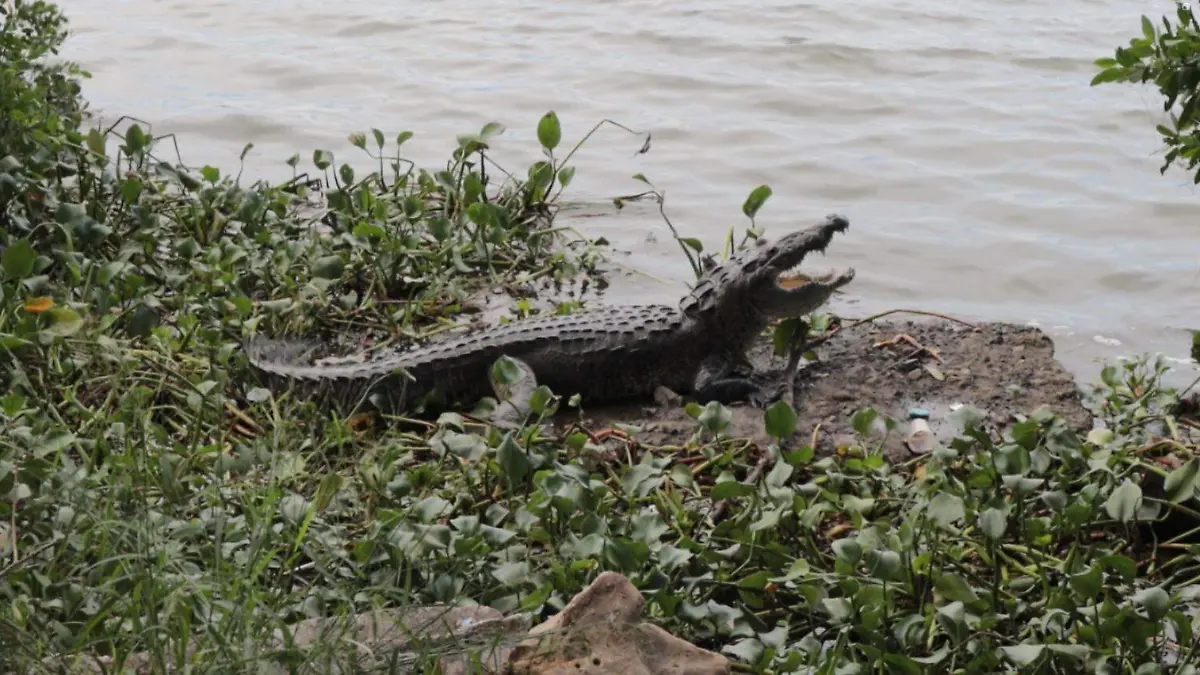 Cocodrilos lagunas